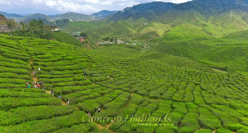The Cameron Highlands in malaysian peninsula