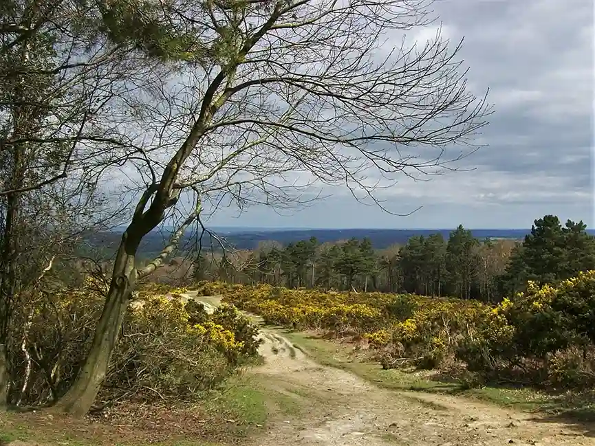 Nature escapes from london - Ashdown Forest