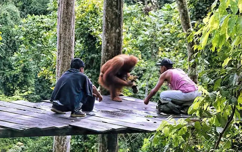 Bukit Lawang sumatra indonesia