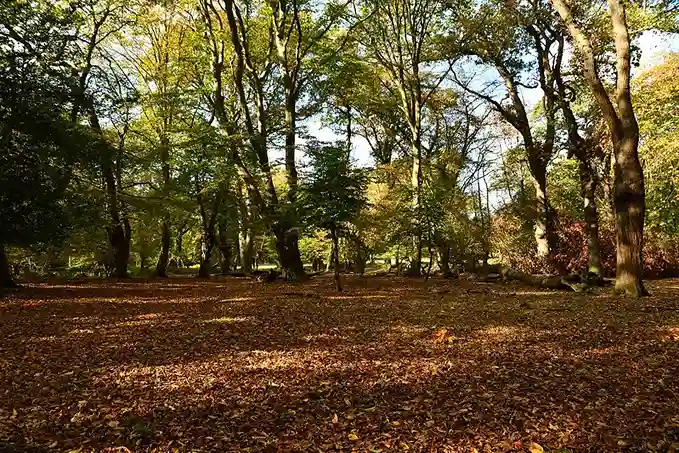 Nature escapes from london - Epping Forest