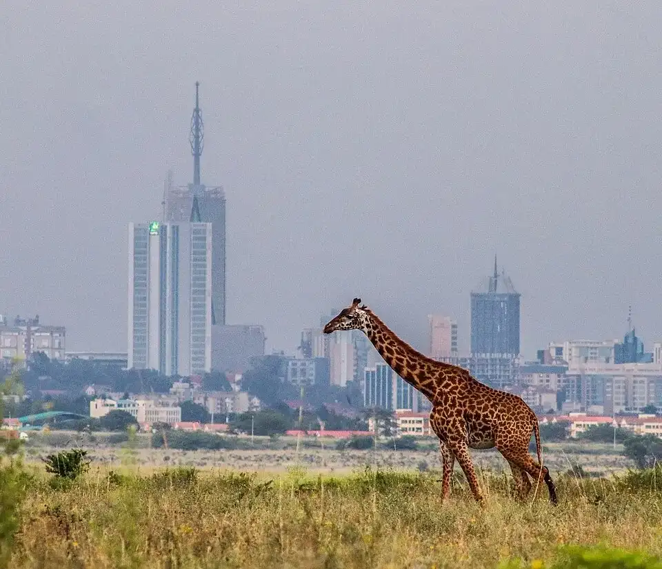 kenya safaris from nairobi - Nairobi National Park