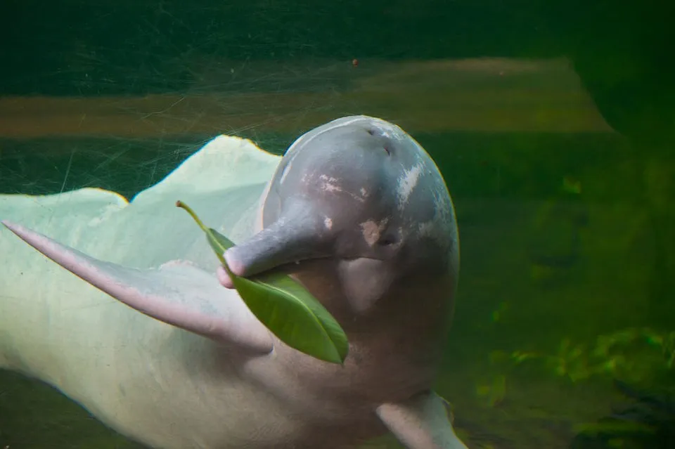 Pink River Dolphins