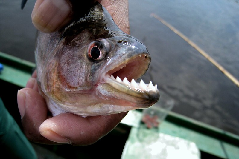 Piranha fishing