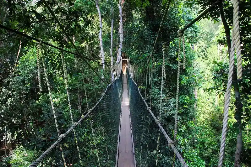 Taman Negara | malaysian peninsula