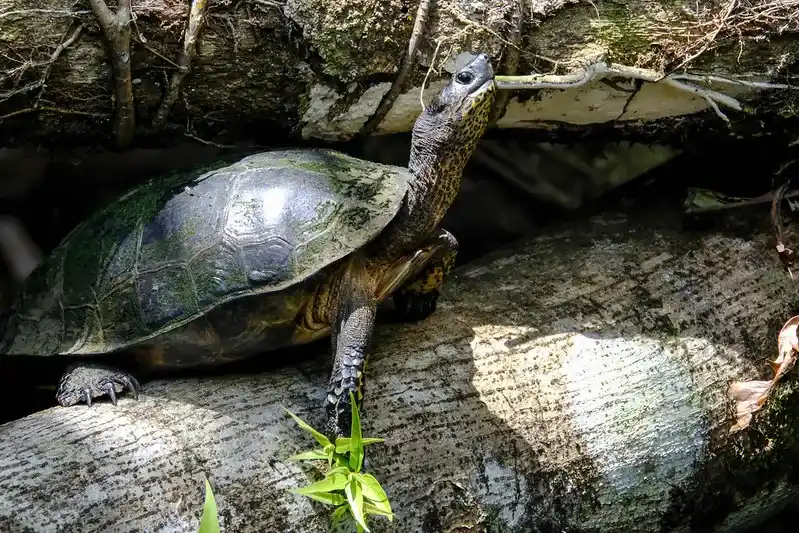 Tortuguero National Park