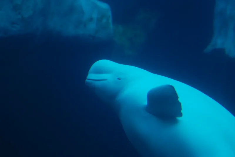 beluga whales churchill