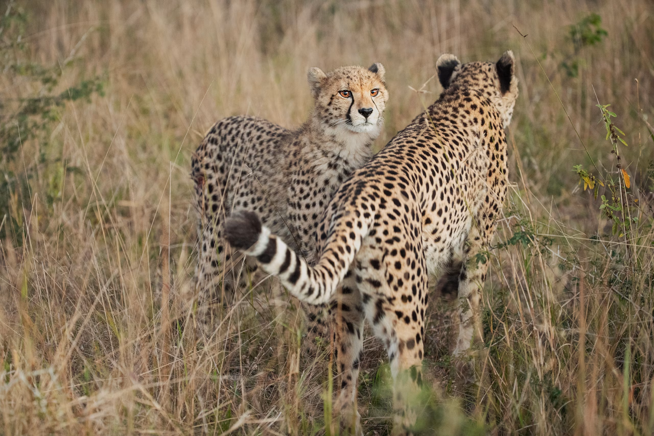 Bushmen Conservation